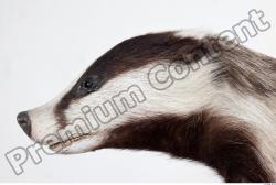 Badger